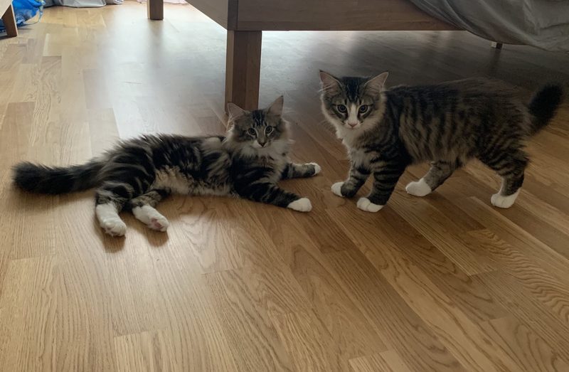 Norwegische Waldkatze im Porträt
