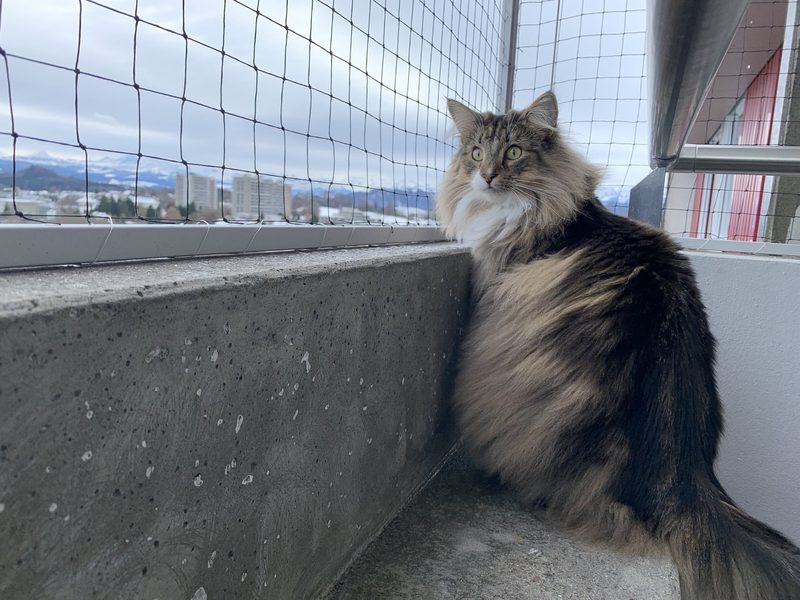 Norwegische Waldkatze im Porträt