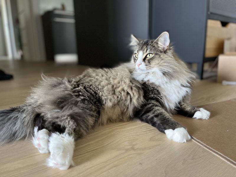 Norwegische Waldkatze im Porträt