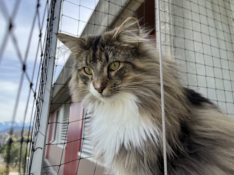 Norwegische Waldkatze im Porträt
