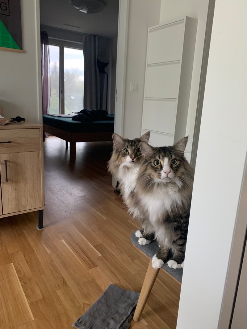 Norwegische Waldkatze im Porträt