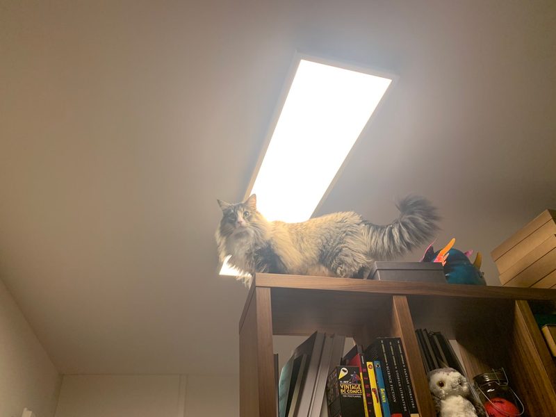 Norwegische Waldkatze im Porträt