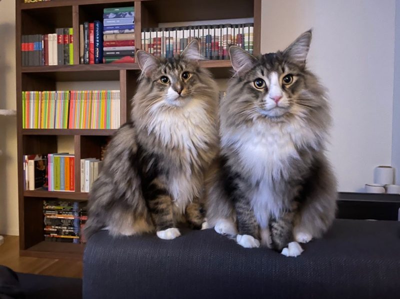 Norwegische Waldkatze im Porträt