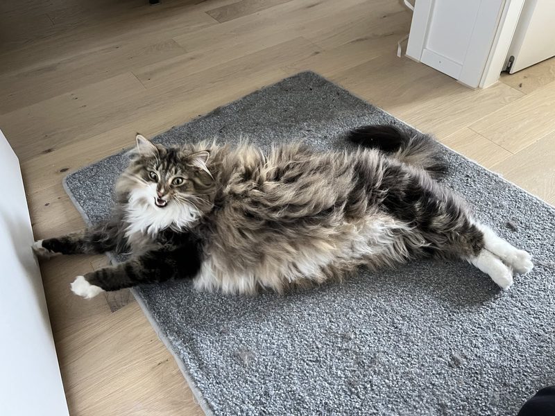 Norwegische Waldkatze im Porträt