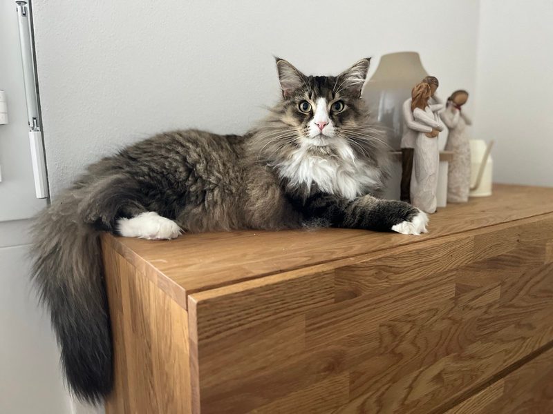 Norwegische Waldkatze im Porträt