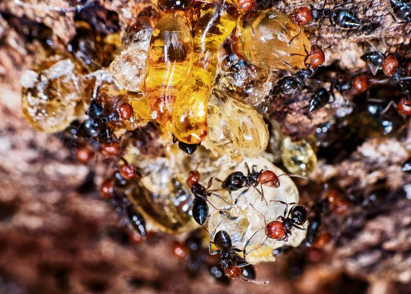 Baumharze: das wundersame Gold des Waldes