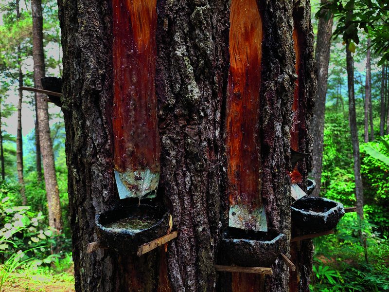 Weil Lebendharzungen die Wälder schädigten, wurden sie vielerorts verboten.