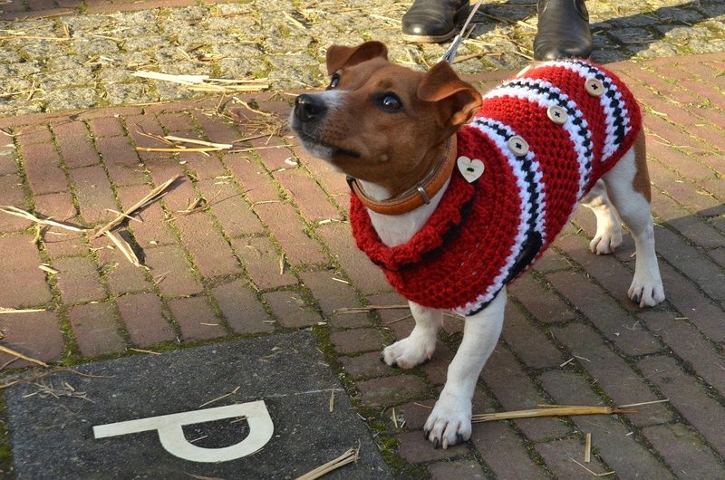 Häkeln und Stricken für Tiere