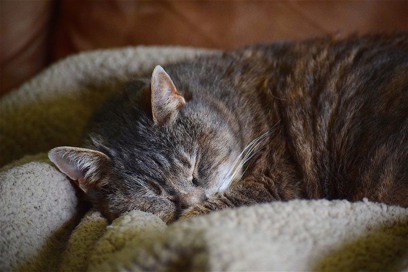 Häkeln und Stricken für Tiere
