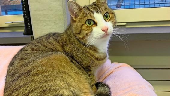 Finley im Katzenhaus Schaffhausen