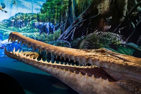 08-Gryposuchus-Museum-inKolumbien-Foto-Bruederli.jpg