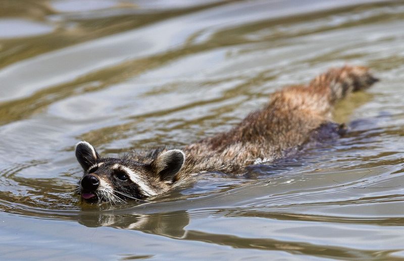 Schwimmender Waschbär