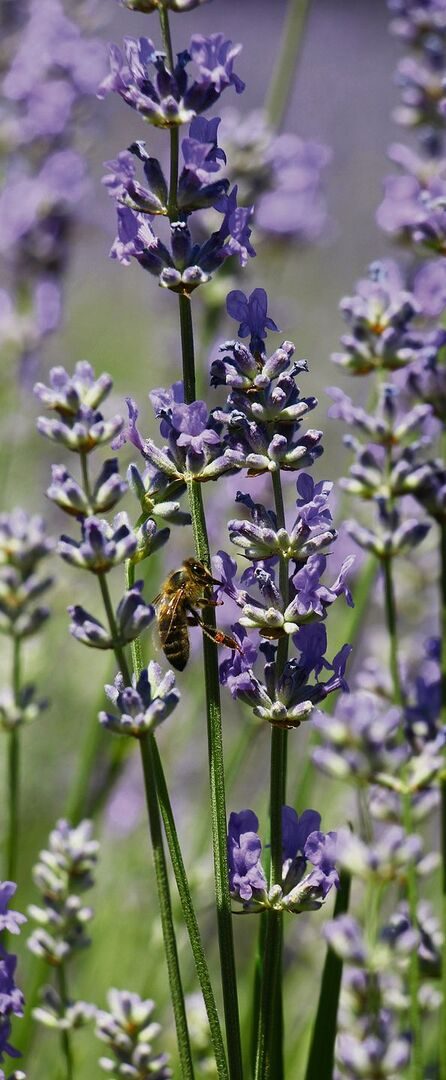 Das Lavendelfeld ist ein Insektenparadies. Bienen besuchen summend Blüte um Blüte.