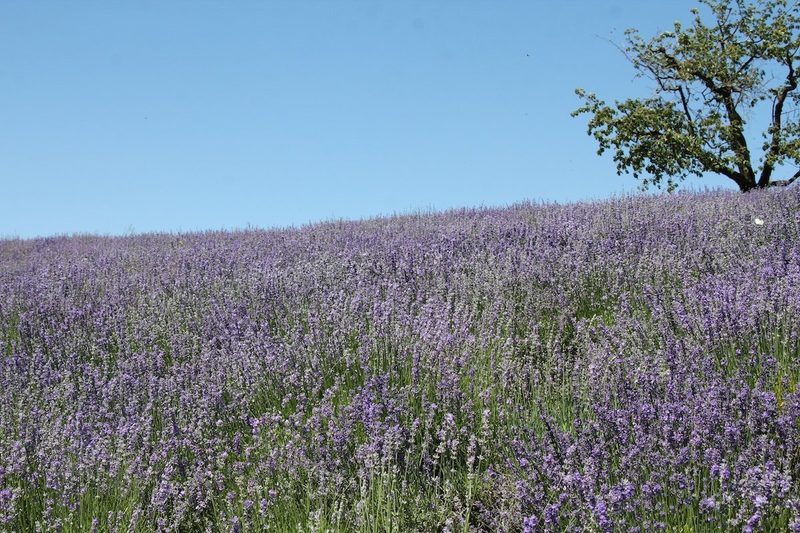 Provence im Oberaargau: Die Familie Wegmüller und ihr blühendes Lavendelfeld
