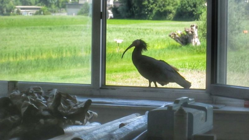 Waldrapp am offenen Fenster