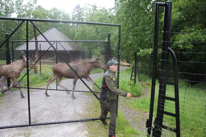 Der Elch - König der nordischen Wildnis