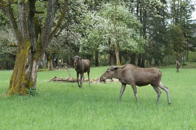 Der Elch - König der nordischen Wildnis