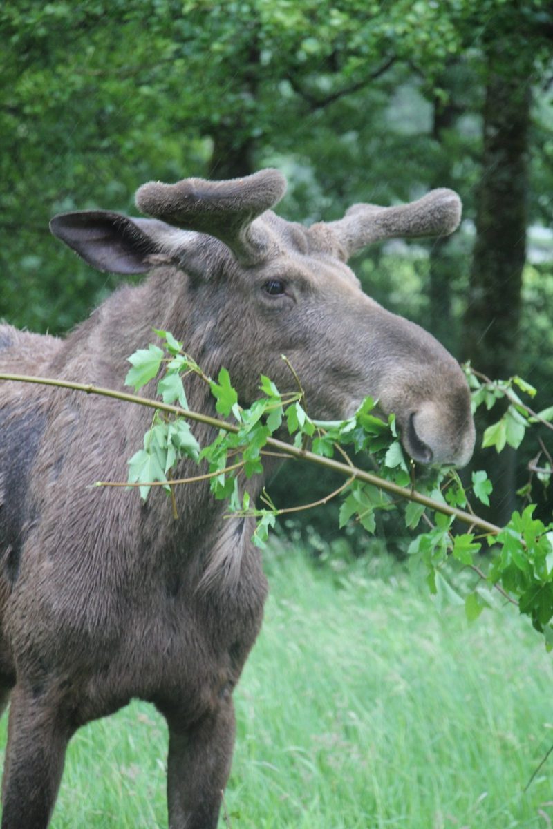 Der Elch - König der nordischen Wildnis