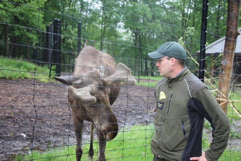 Der Elch - König der nordischen Wildnis