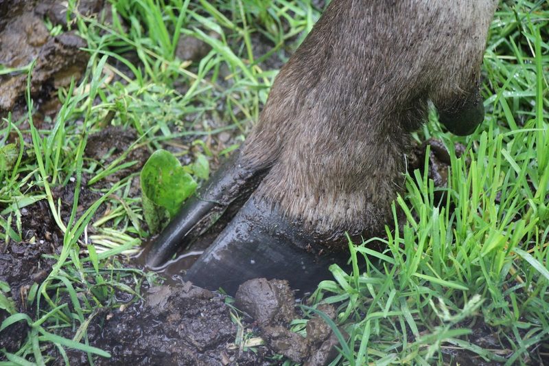 Der Elch - König der nordischen Wildnis