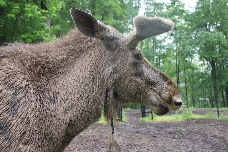 Der Elch - König der nordischen Wildnis