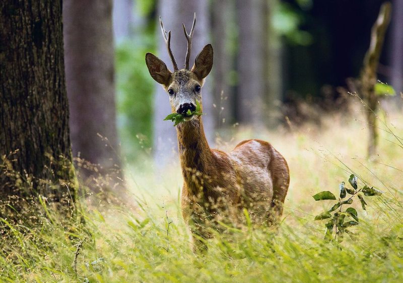 buck standing in the old grassy forest and eating leaf.