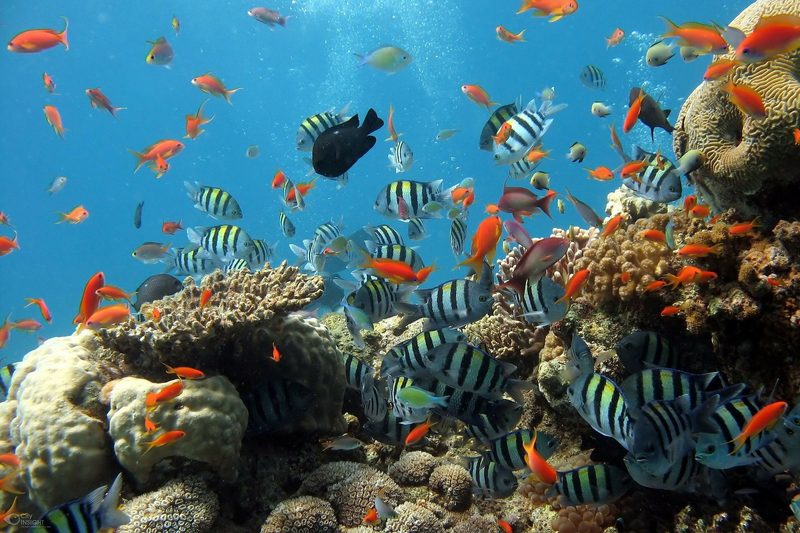 Mehr Fische als erwartet