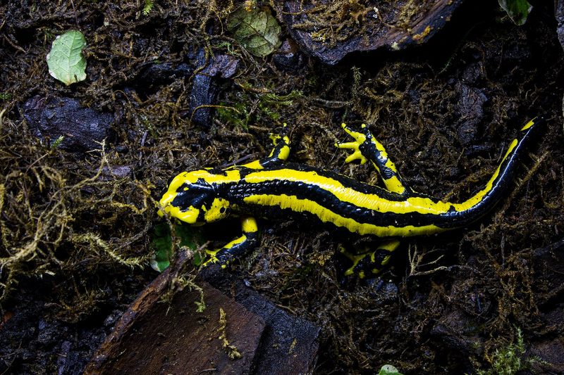Der Feuersalamander: Amphibie mit schwarz-gelbem Warnmuster