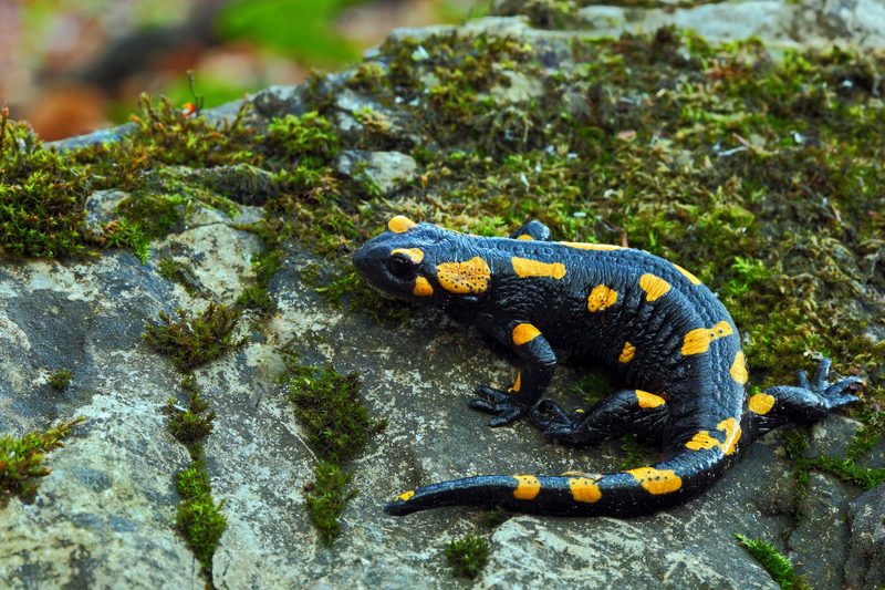 Der Feuersalamander: Amphibie mit schwarz-gelbem Warnmuster