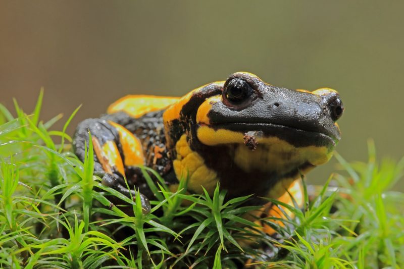 Der Feuersalamander: Amphibie mit schwarz-gelbem Warnmuster