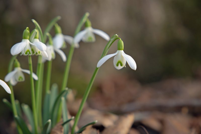 Diese Pflanzen blühen im Februar
