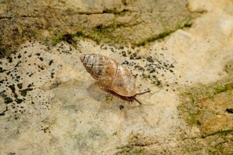 Dreizahn Turmschnecke