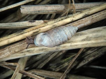 Wulstige Kornschnecke