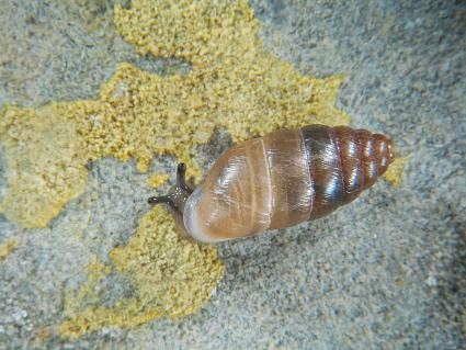 Vierzahn Turmschnecke