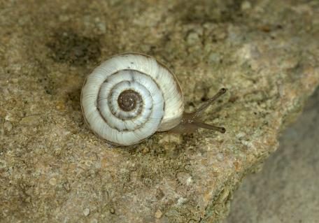 Quendelschnecke