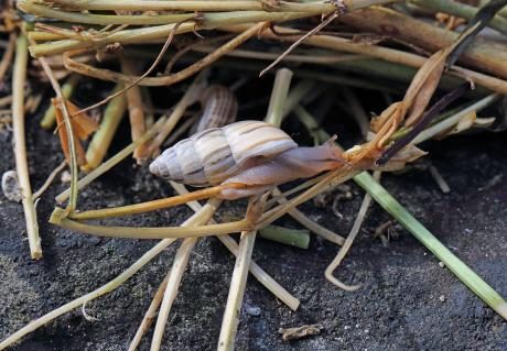 Zebraschnecke