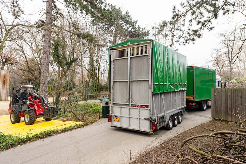 So läuft ein Tiertransport ab
