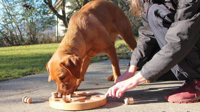 Geschicklichkeitsspiel mit dem Hund spielen