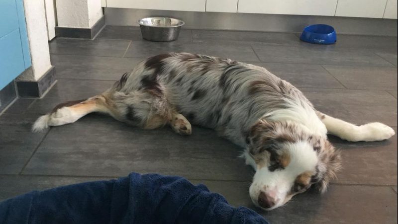 Hund ruht sich auf Küchenboden aus