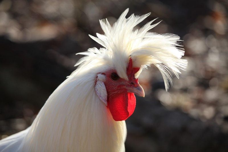 Das Appenzeller Spitzhaubenhuhn hat einen extravaganten Kopfschmuck