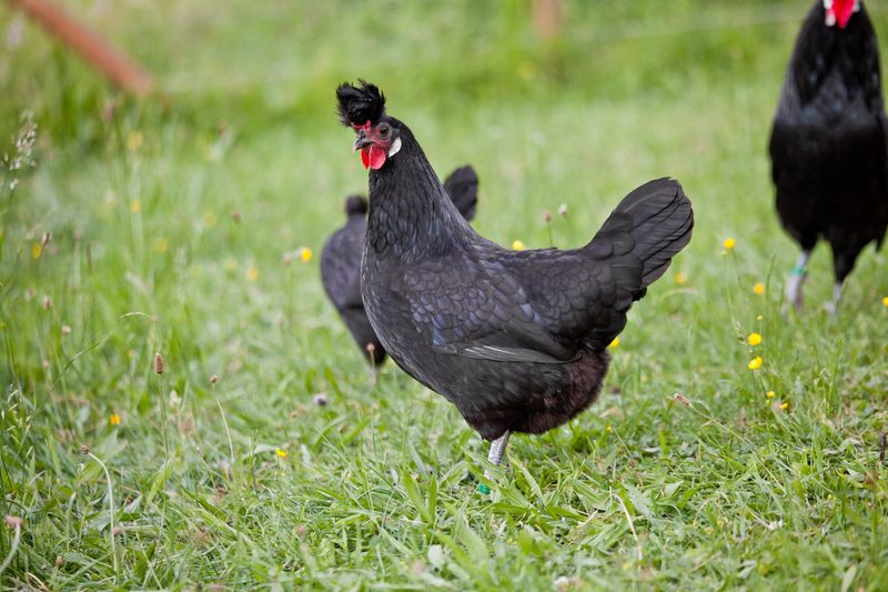 Das Appenzeller Spitzhaubenhuhn hat einen extravaganten Kopfschmuck