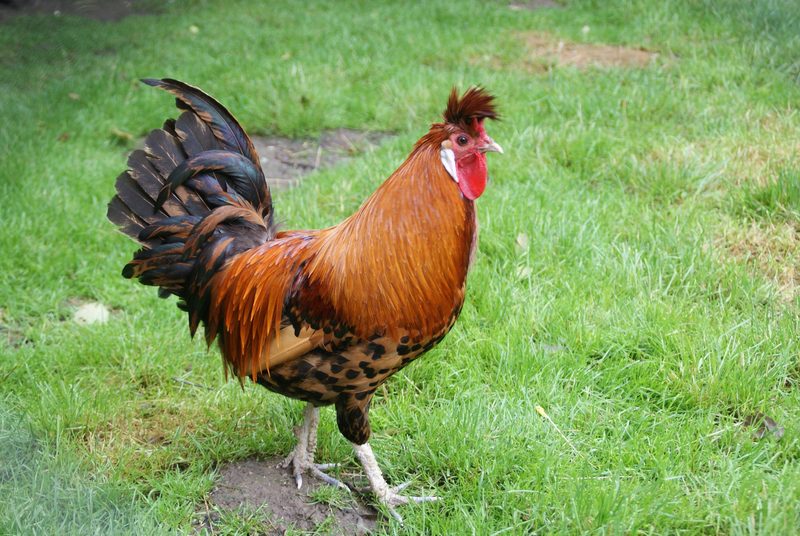 Das Appenzeller Spitzhaubenhuhn hat einen extravaganten Kopfschmuck