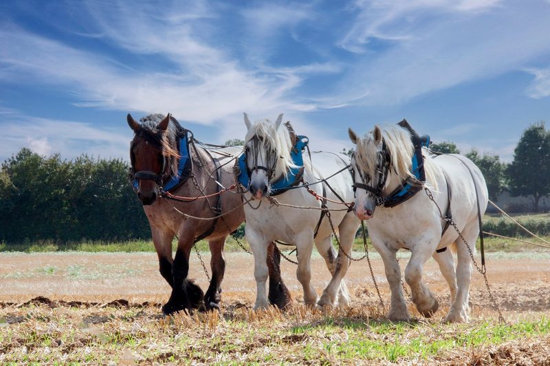 Percheron: Elegantes Zugpferd aus Frankreich