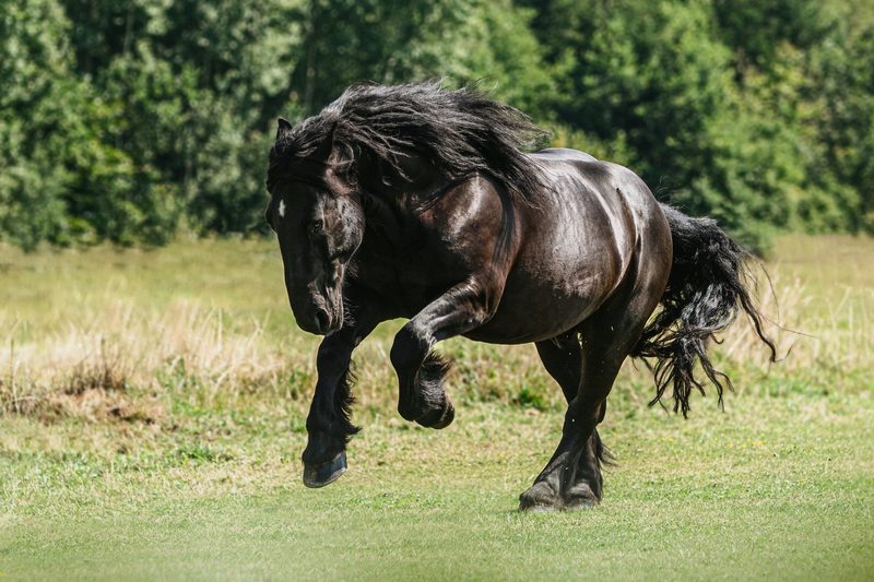 Percheron: Elegantes Zugpferd aus Frankreich