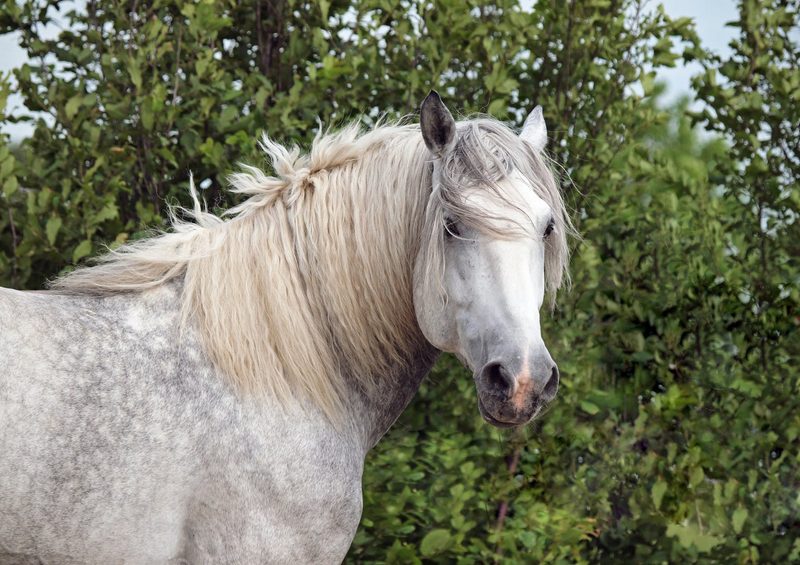 Percheron: Elegantes Zugpferd aus Frankreich