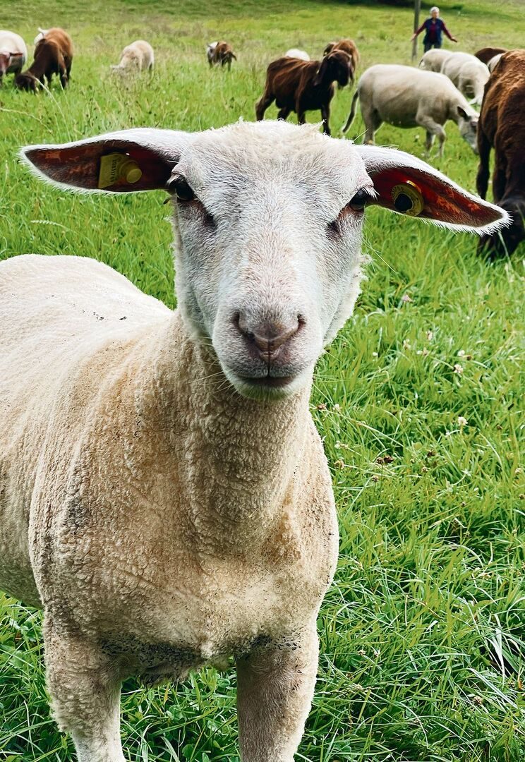 Die Lämmer von Lea Egli und Reto Fivian sind äusserst neugierig und nicht schreckhaft.