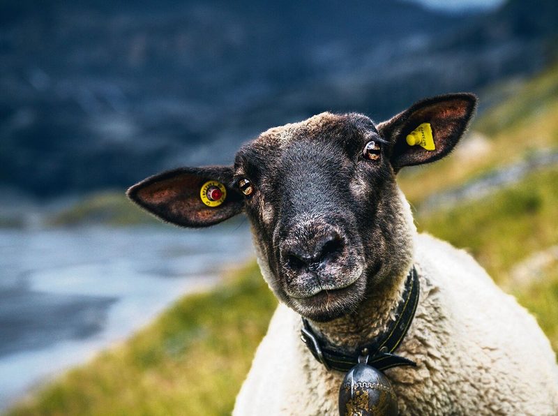 Weit mehr als nur Schäfchen zählen