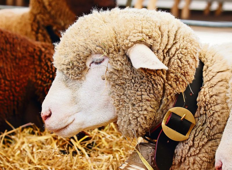 Weisses Alpenschaf