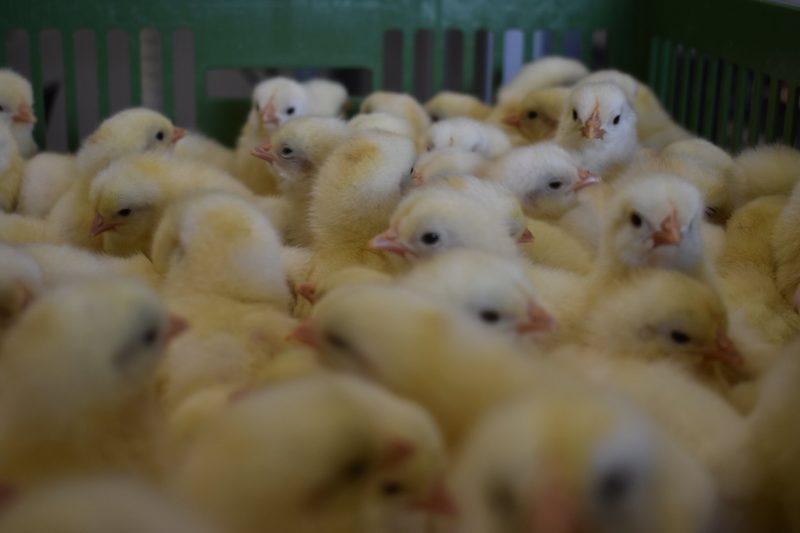 Schweizer Eierbranche im Wandel: Wie die Prodavi SA den Ausstieg aus dem Kükentöten vorantreibt