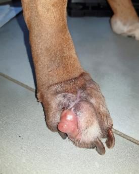 Mastzelltumor beim Hund